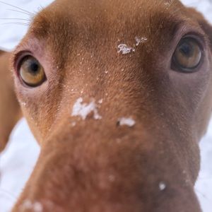 Meet your Posher, Josh